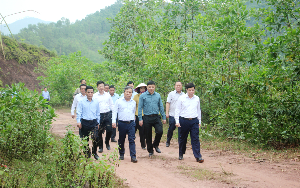 Đồng chí Vũ Đại Thắng, Ủy viên Trung ương Đảng, Bí thư Tỉnh ủy, trực tiếp đi kiểm tra những diện tích rừng trồng bị thiệt hại trên địa bàn huyện Ba Chẽ.