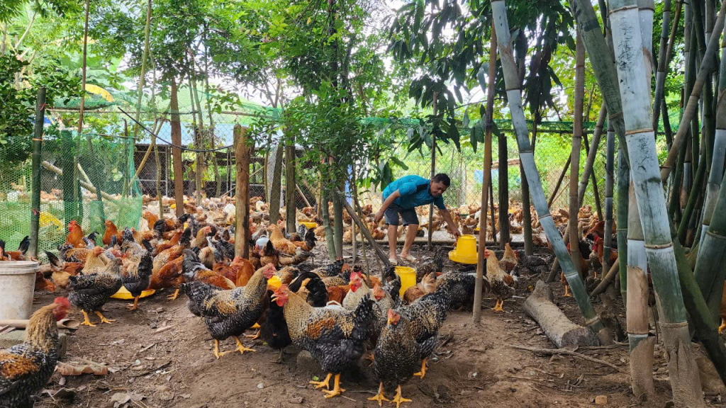 Ông Hoàng Văn Hưng, thôn Tân Tiến, xã Đồn Đạc, là người có uy tín, phát triển mô hình nuôi gà đem lại hiệu quả kinh tế cao.