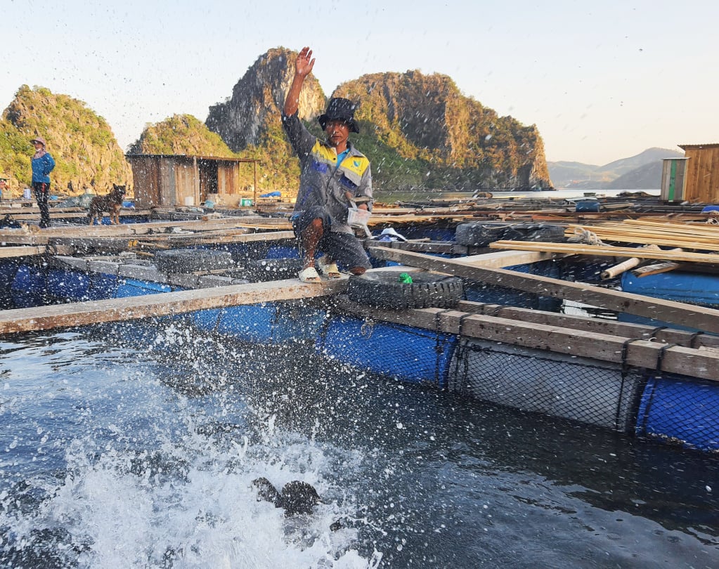 Anh Trần Văn Chương chăm sóc đàn cá biển trong lồng nuôi của mình.