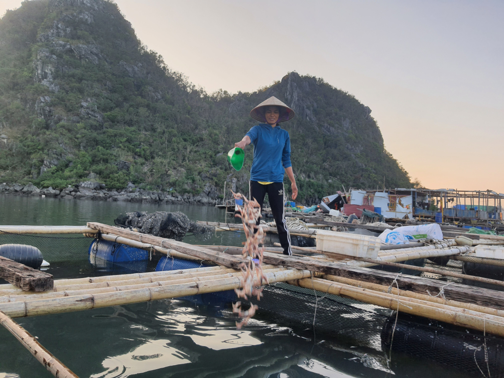 Hộ nuôi cá biển tại khu vực đảo Ông Cụ (phường Cẩm Đông, TP Cẩm Phả) chăm sóc đàn cá còn lại sau bão.