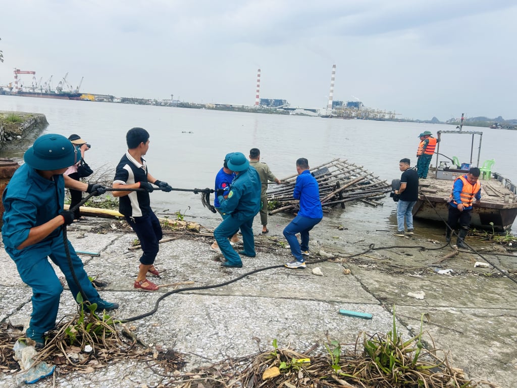 Phường Yên Giang tổ chức thu gom các bè mảng trôi dạt vào địa phương sau cơn bão số 3. Ảnh: Ngô Dịu