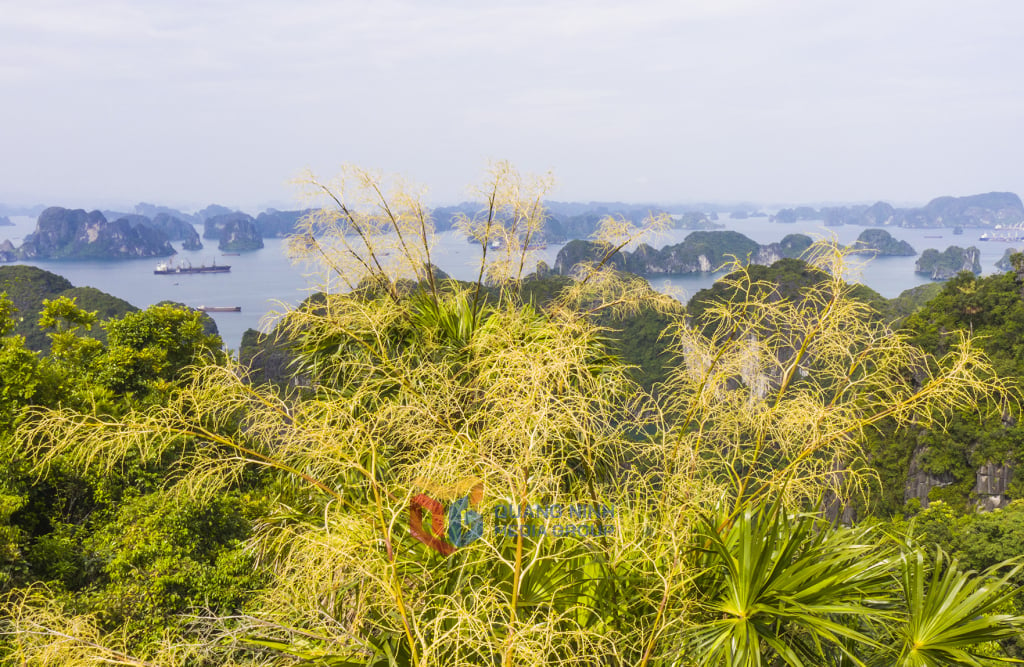 In dieser Jahreszeit stehen die Palmen in den Bergen von Ha Long in voller Blüte.