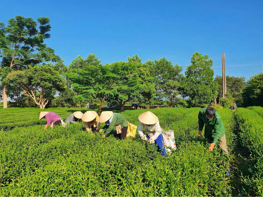 Người dân xã Quảng Long thu hoạch chè. Ảnh: Vân Anh