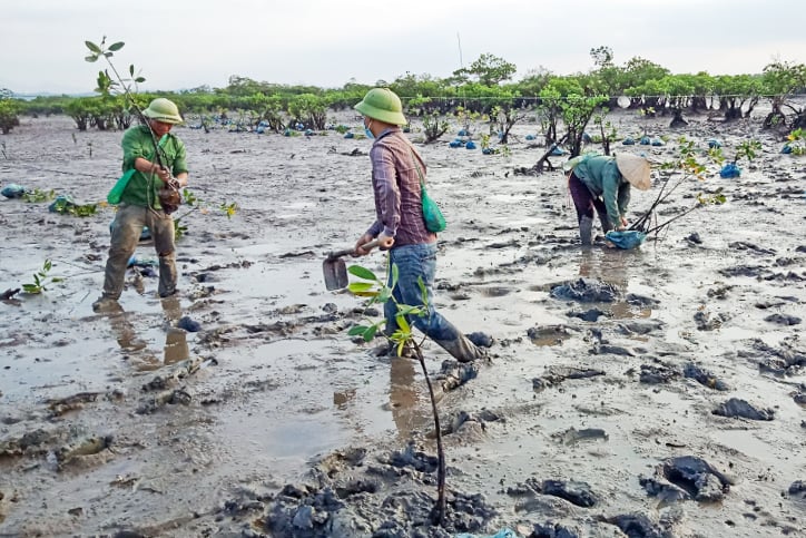 Người dân thôn 9, xã Quảng Phong trồng bổ sung vào rừng ngập mặn tự nhiên. Ảnh: Hữu Việt