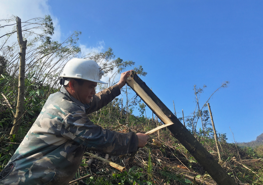 Người dân Ba Chẽ nhanh chóng thu dọn rừng để kịp trồng mới rừng vào đầu năm 2025.