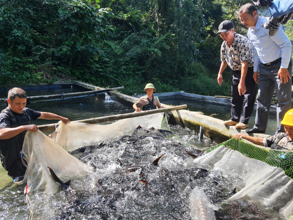 Người dân Khe Tiền, xã Đồng Văn, huyện Bình Liêu chuẩn bị vụ thu hoạch cá nước lạnh phục vụ thị trường cuối năm.