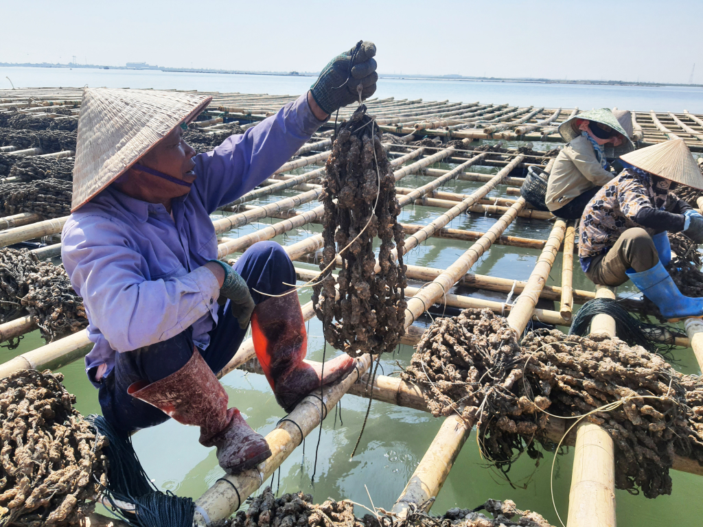 Người dân Quảng Yên tái sản xuất NTTS trên biển.