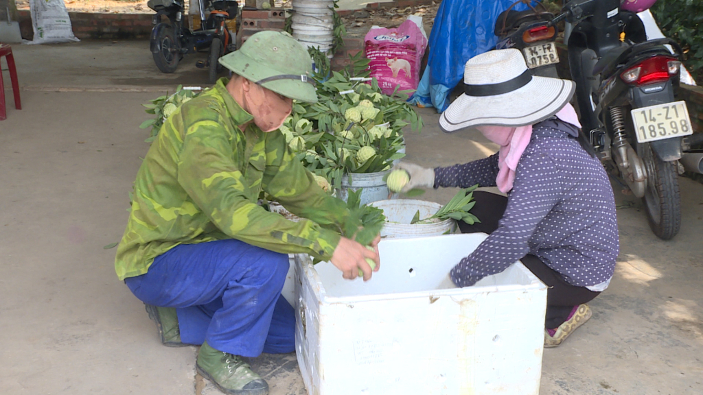 Quả na sản phẩm nông sản nổi tiếng thương hiệu OCOP của Đông Triều.