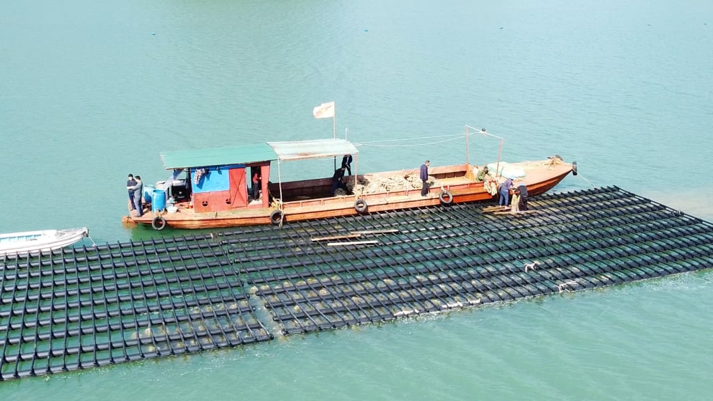 Trung tâm khuyến nông tỉnh Quảng Ninh ương dưỡng thành công 30 vạn hàu giống tại hạ tầng vùng sản xuất nhuyễn thể tập trung Vân Đồn.