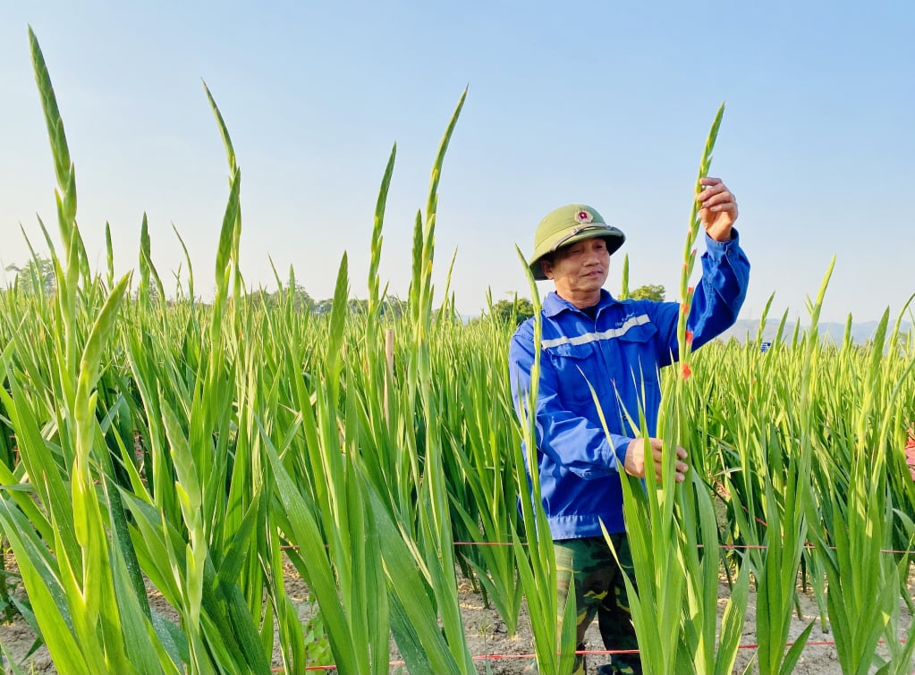 Ông Nguyễn Văn Đảng – Khu Trại Thông, phường Bình Khê, TP Đông Triều phấn khởi thu hoạch hoa lay ơn CF 21.09 được Viện Nghiên Cứu Rau Quả TW chuyển giao.