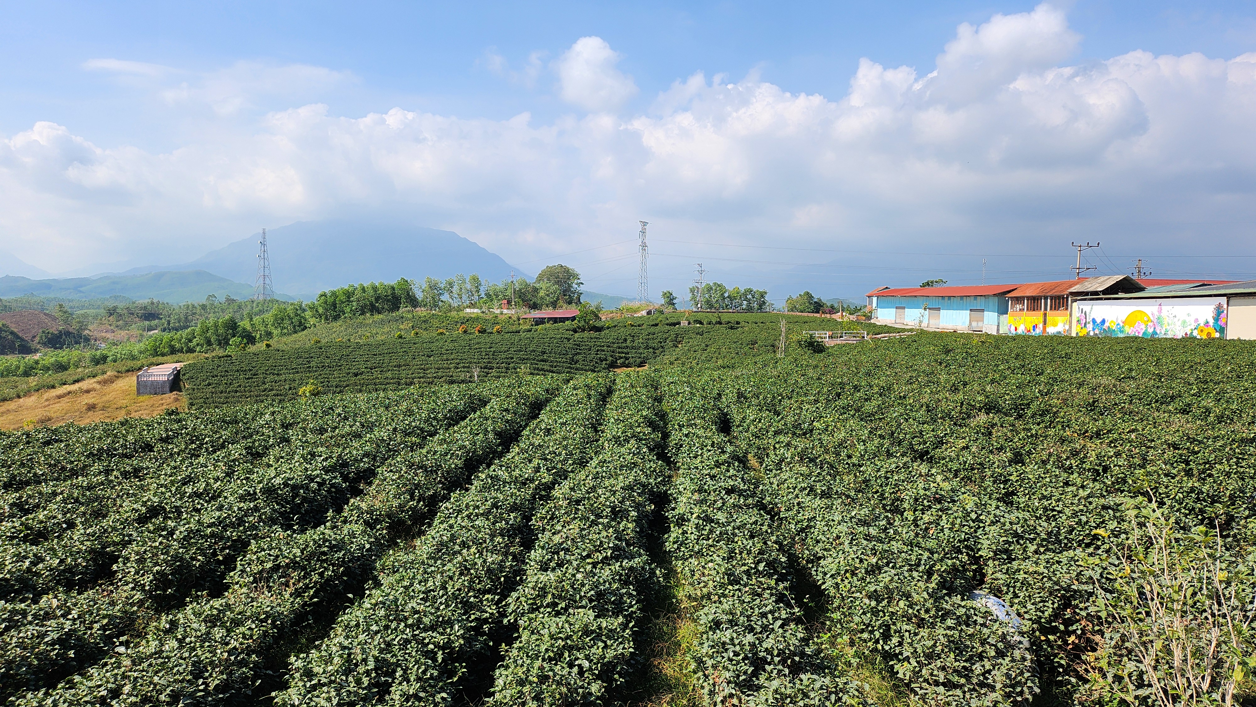 vùng chè nguyên liệu trà việt tú.