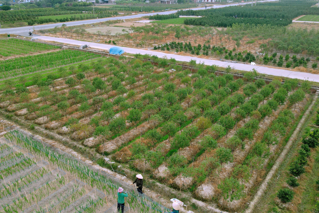 Bình Khê là địa phương có diện tích vùng trồng hoa, cây cảnh lớn nhất của TP Đông Triều với trên 124 ha hoa, cây cảnh; bao gồm các sản phẩm chính là: đào 13 ha, quất 18,8 ha, mai vàng Yên Tử 10,6 ha … 