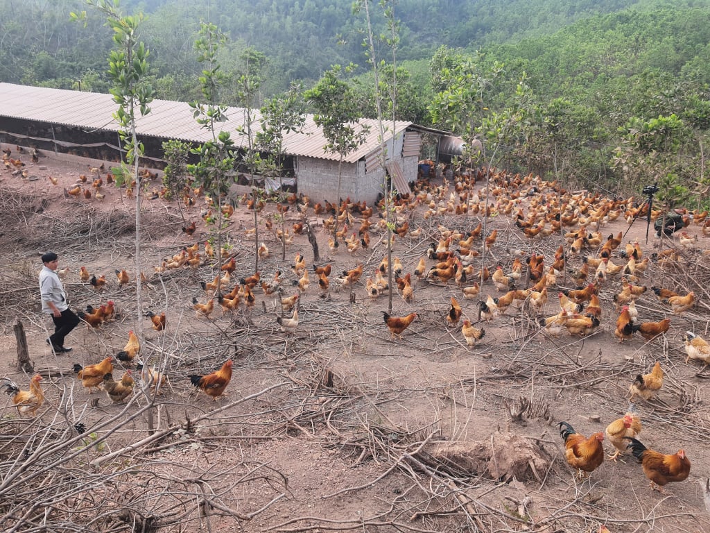 Đàn gà Tiên Yên được chăn nuôi theo phương thức thả đồi.