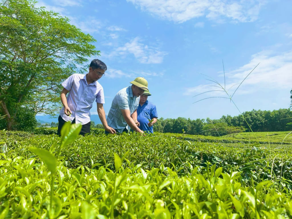 Người dân xã Quảng Long (huyện Hải Hà) nâng cao thu nhập nhờ phát triển cây chè.