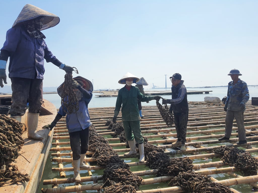 Người dân Quảng Yên nuôi hầu trên diện tích mặt biển được giao.