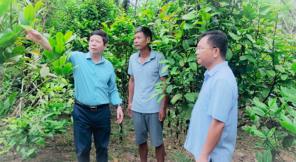 Lãnh đạo huyện Ba Chẽ hăm mô hình trồng trà hoa vàng kết hợp chăn nuôi gà của hộ ông Nịnh Văn Sềnh (thôn Làng Lốc, xã Thanh Lâm). Ảnh: Bình Minh (CTV)