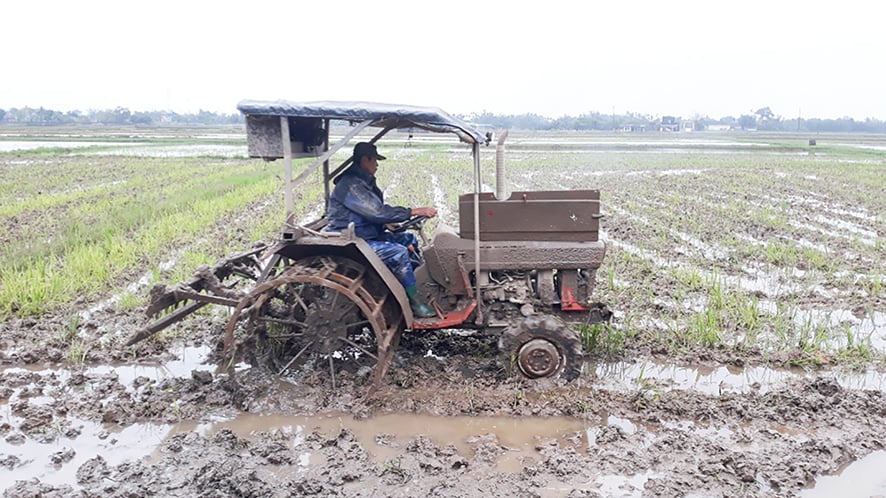 Chú trọng quy hoạch, hình thành vùng sản xuất nông nghiệp tập trung ở Triệu Phong