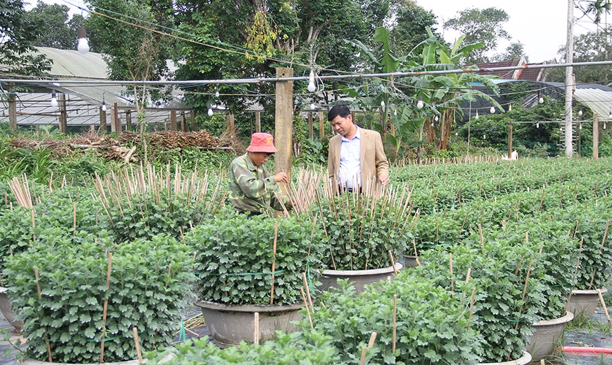 Gio Châu vào vụ hoa Tết