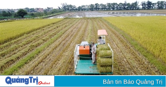 Vinh Linh: Producing 158.1 hectares of organic rice in the 2023 winter-spring crop