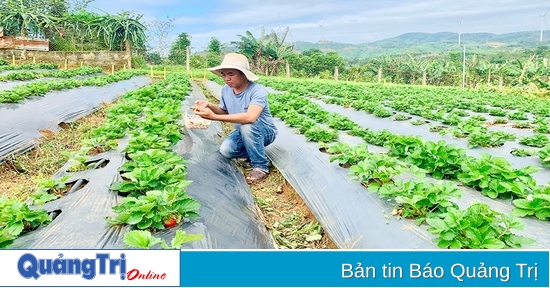 Ampliación de la zona de cultivo de fresas para atraer turistas en Huong Hoa