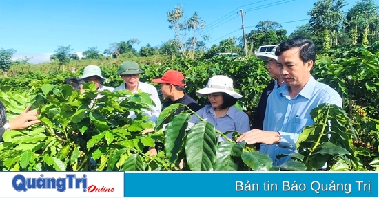 Erste Ergebnisse der Kaffee-Neubepflanzung in Huong Hoa