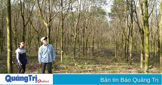 More than 200 hectares of rubber trees are gradually dying due to a "strange" fungus.