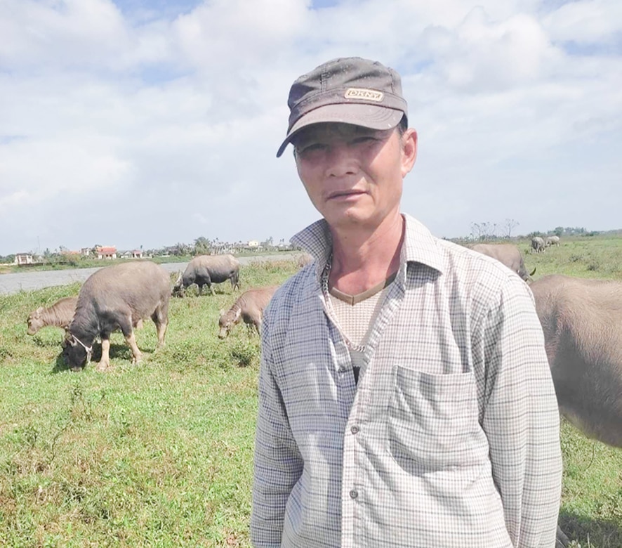 L'efficacité de l'élevage de buffles à Trieu Dai