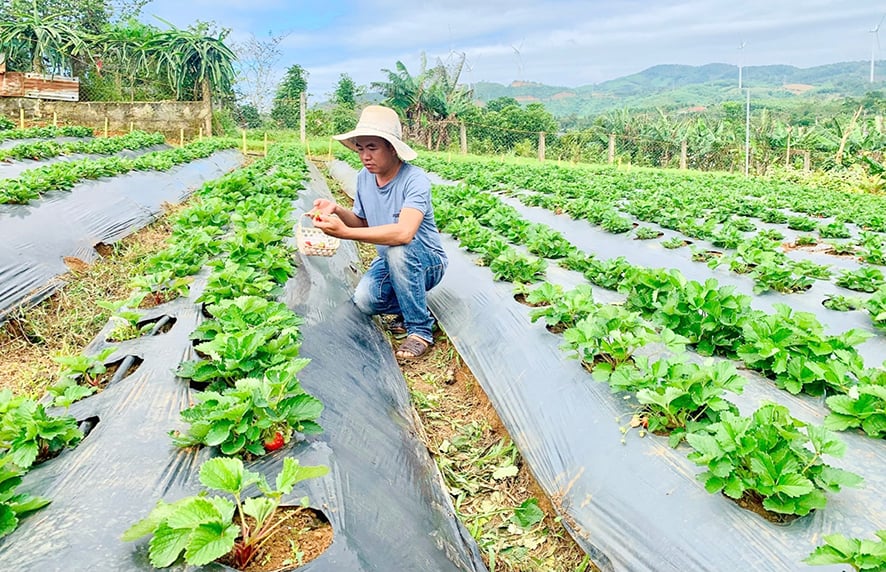 Ampliación de la zona de cultivo de fresas para atraer turistas en Huong Hoa