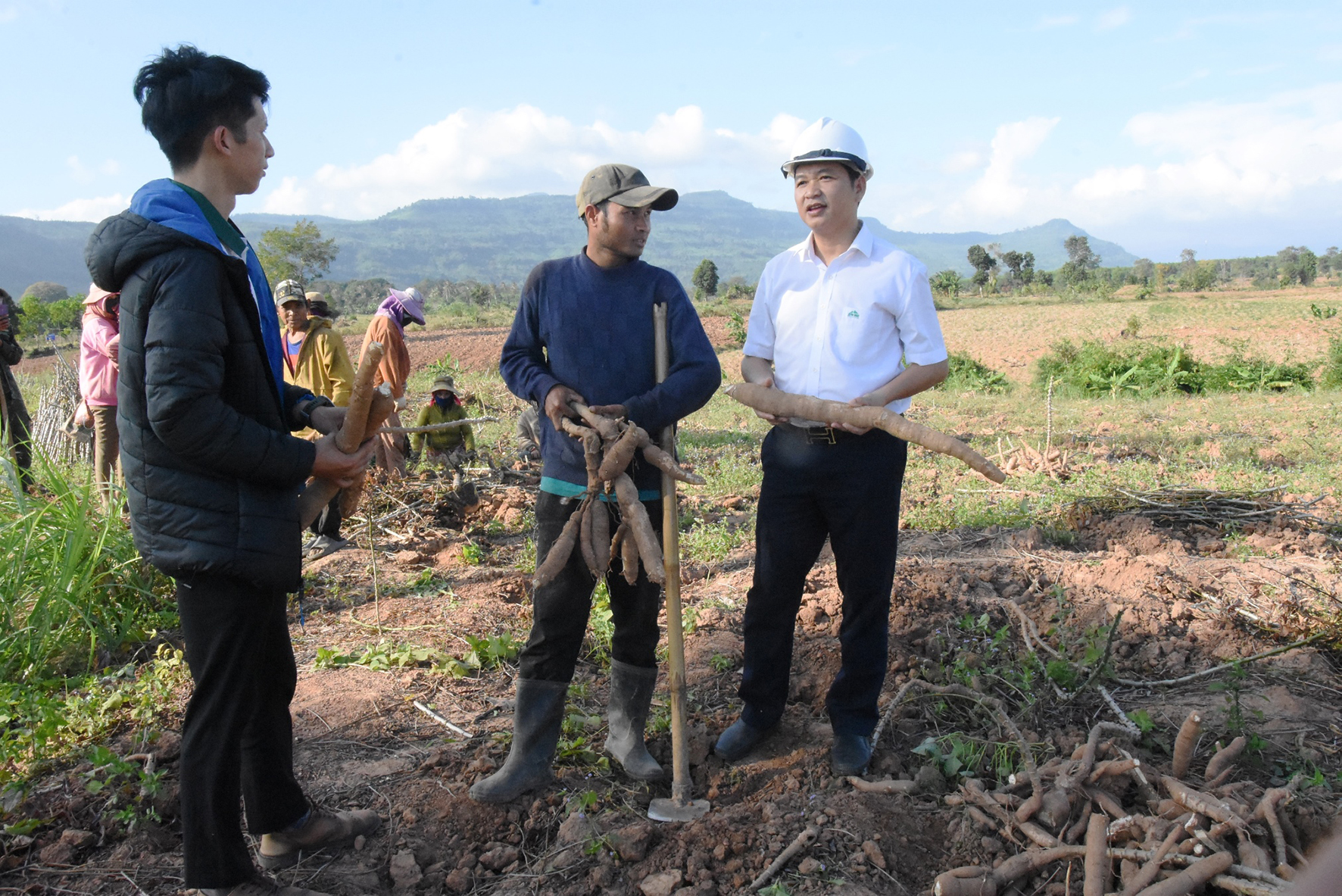 Nông dân phấn khởi vì giá sắn tăng cao