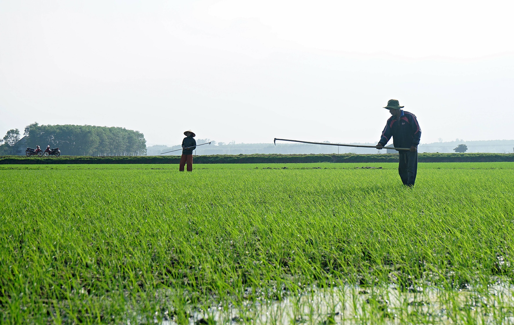 Tập trung chống rét cho cây trồng