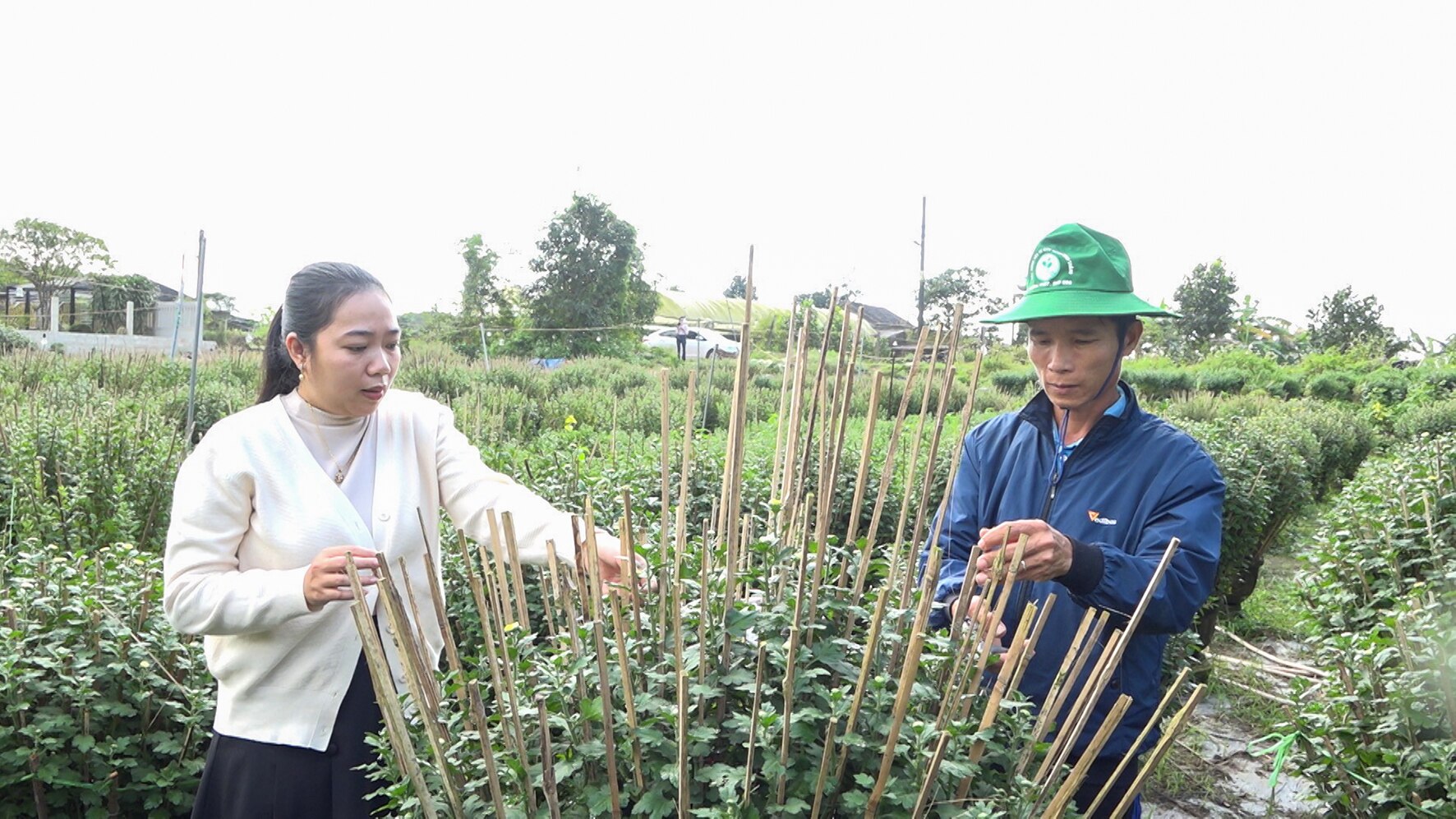 Thu nhập cao từ mô hình trồng hoa cung ứng dịp Tết