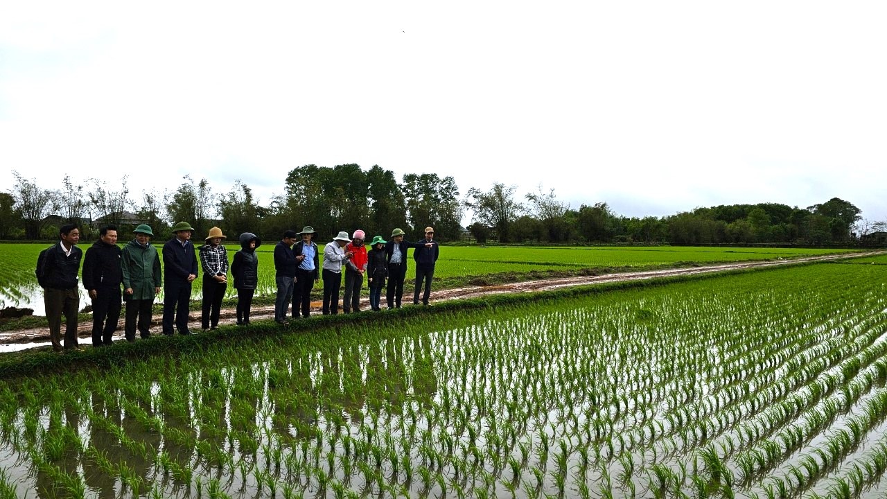 Toàn tỉnh gieo cấy xong 25.000 ha diện tích lúa vụ đông xuân 2023-2024