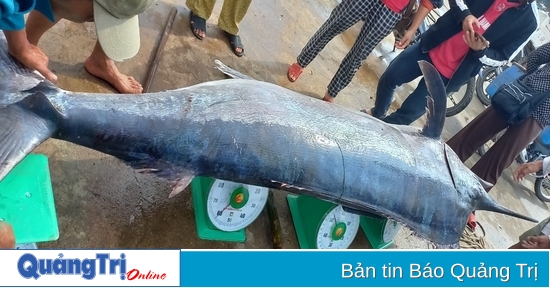 Les pêcheurs ont attrapé un voilier pesant 200 kg.