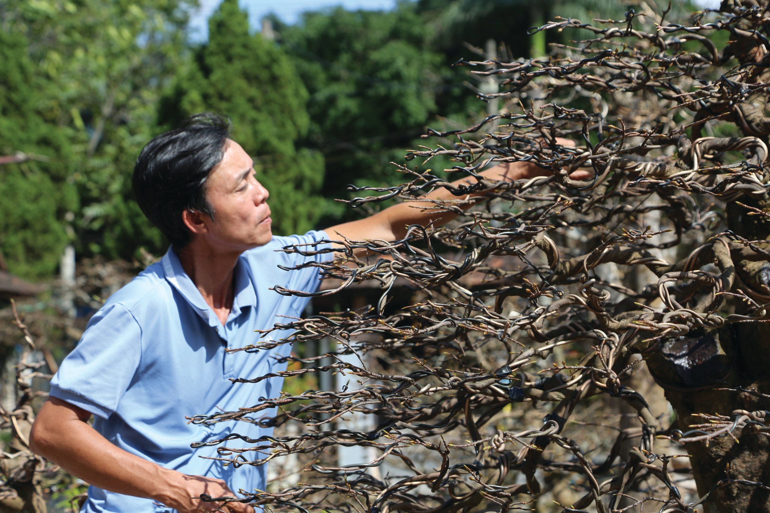 Chơi cây cảnh: Từ thú vui tao nhã đến hàng hóa có giá trị