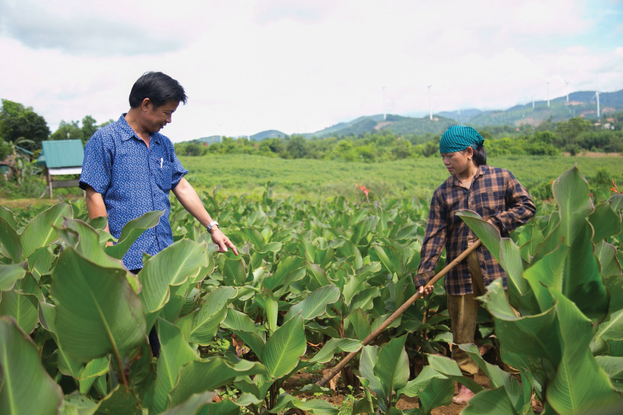 Dưới những “cánh đồng” điện gió...