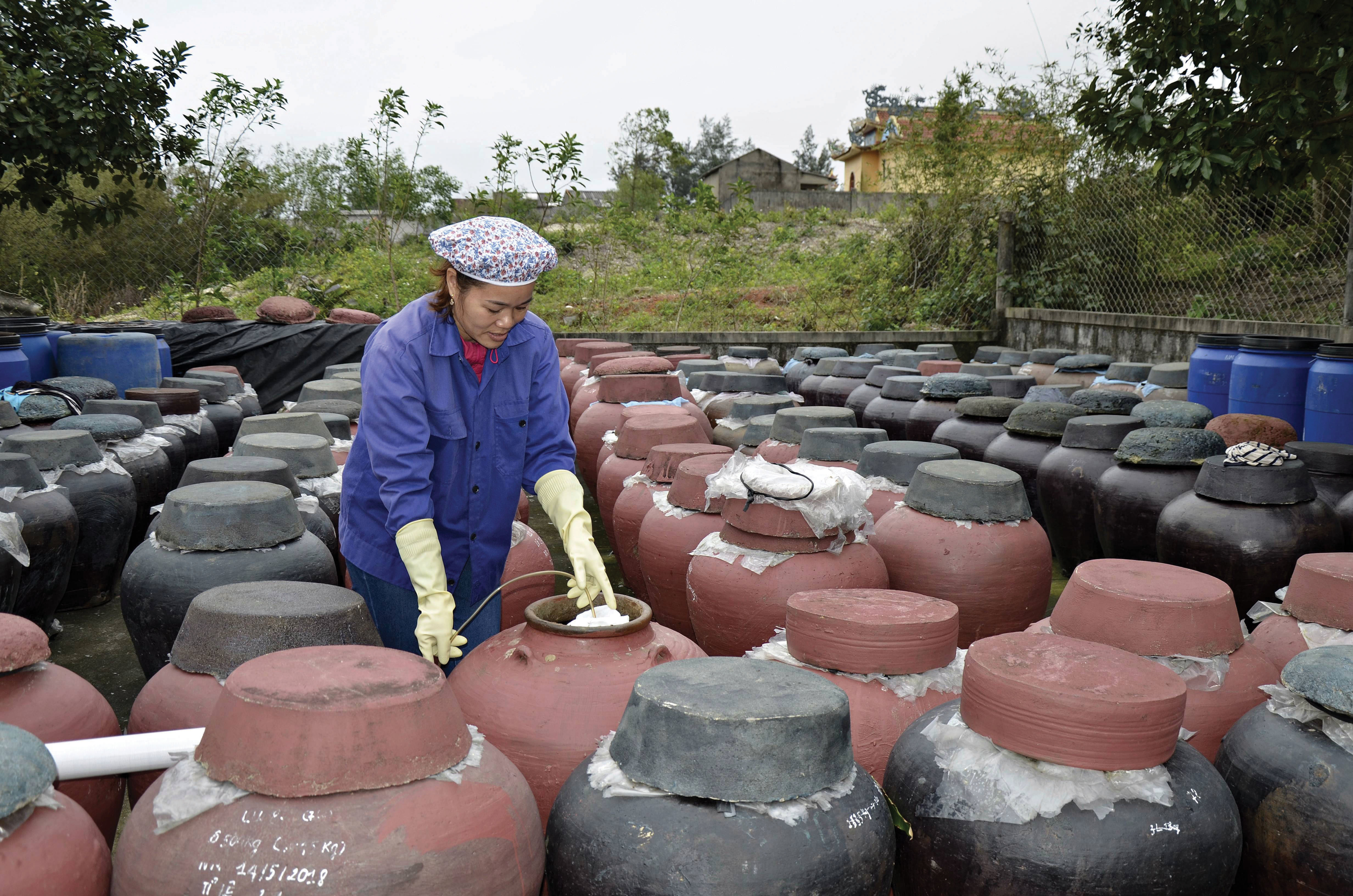 “Giọt vàng” của biển