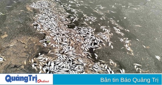 Fish deaths reappear in Vinh Son commune