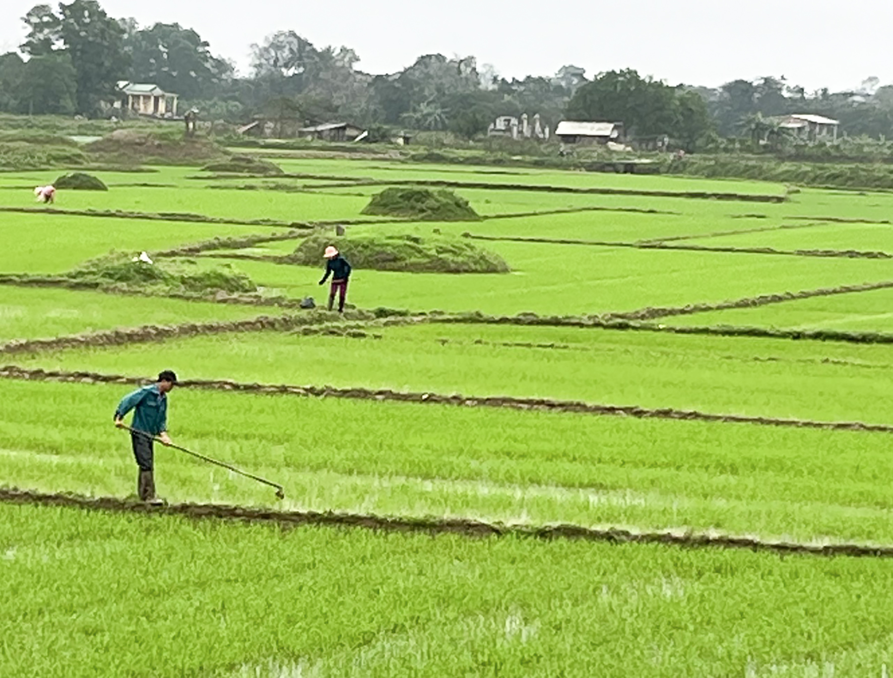 Chủ động triển khai các biện pháp tưới tiêu khoa học từ đầu vụ đông xuân