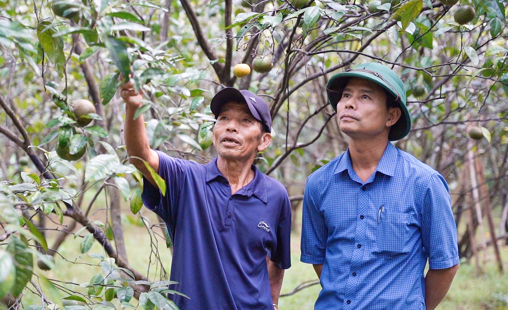 Kinh tế phát triển nhờ chuyển đổi cây trồng phù hợp