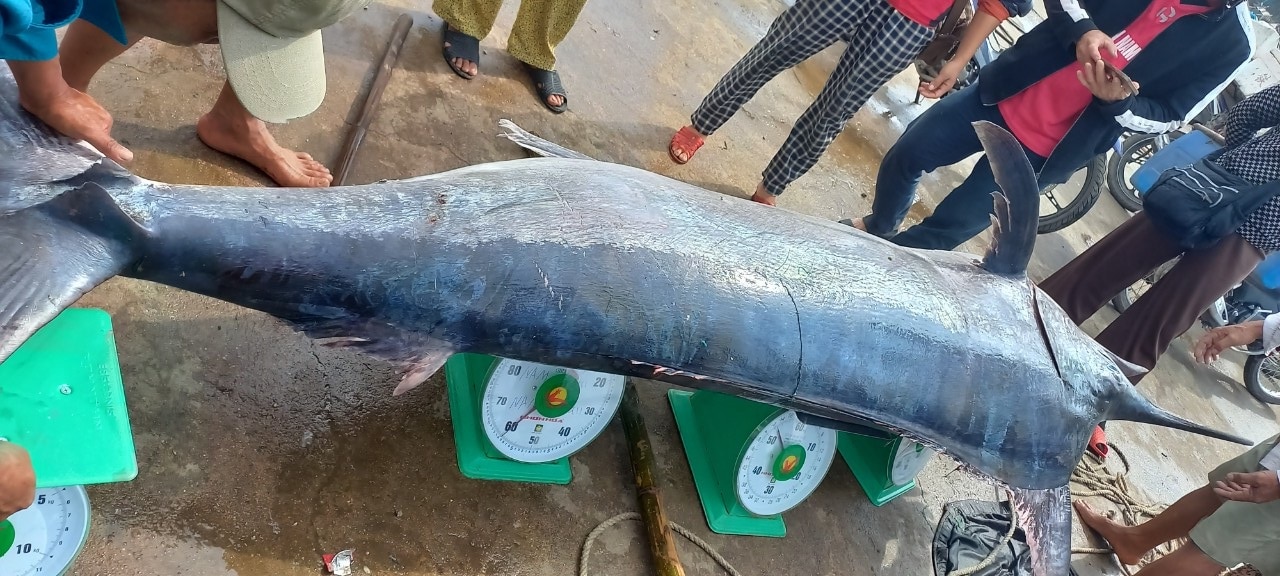 Gio Linh: Los pescadores capturaron un pez vela de 200 kg