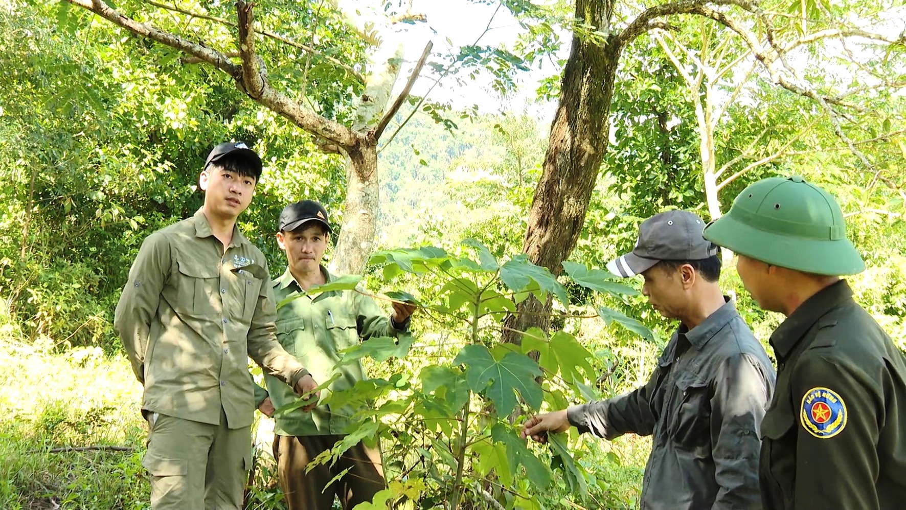 Nỗ lực phục hồi, mở rộng diện tích rừng bằng cây bản địa