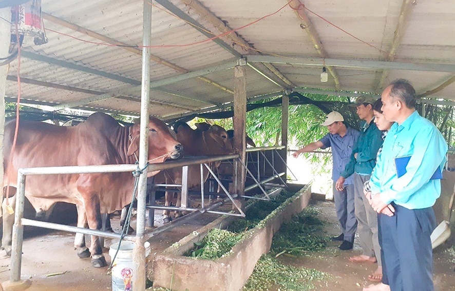 Développer des modèles économiques efficaces dans l'agriculture et les zones rurales à Gio Linh