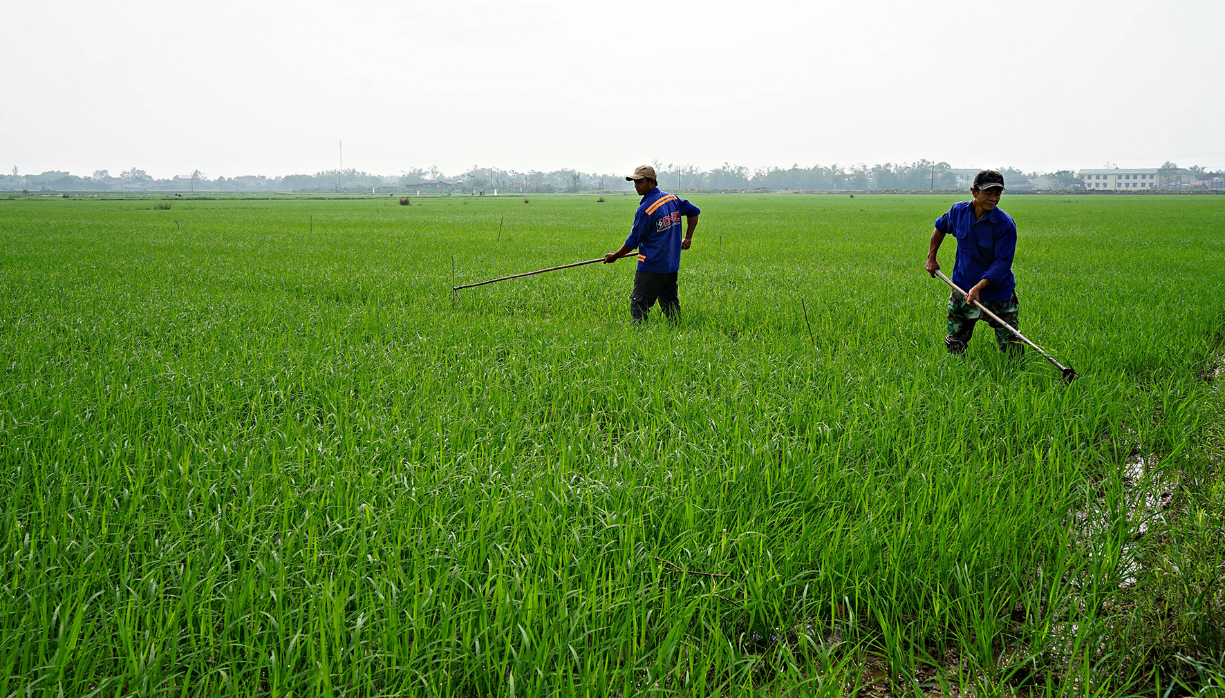 Tập trung chăm sóc cây trồng vụ đông xuân