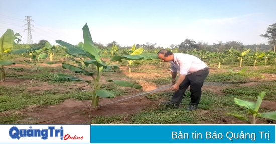 Weitere Lösung der Probleme mit den Bananenstauden in Huong Hoa