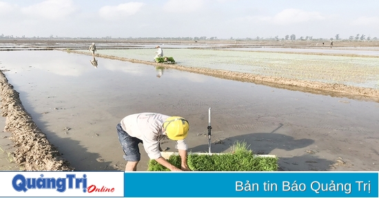 Eficacia del vínculo entre la producción de arroz orgánico y la producción de arroz orgánico