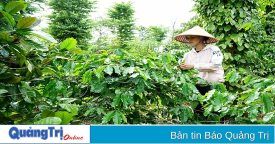 Năm 2024 toàn tỉnh sẽ tái canh 130 ha cà phê