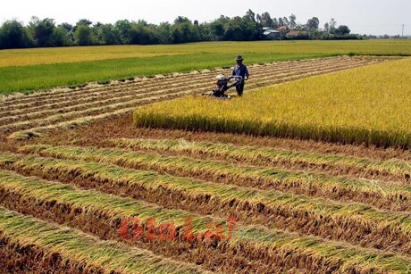 Chuyển đổi hơn 237 ha từ đất lúa sang các loại cây trồng khác