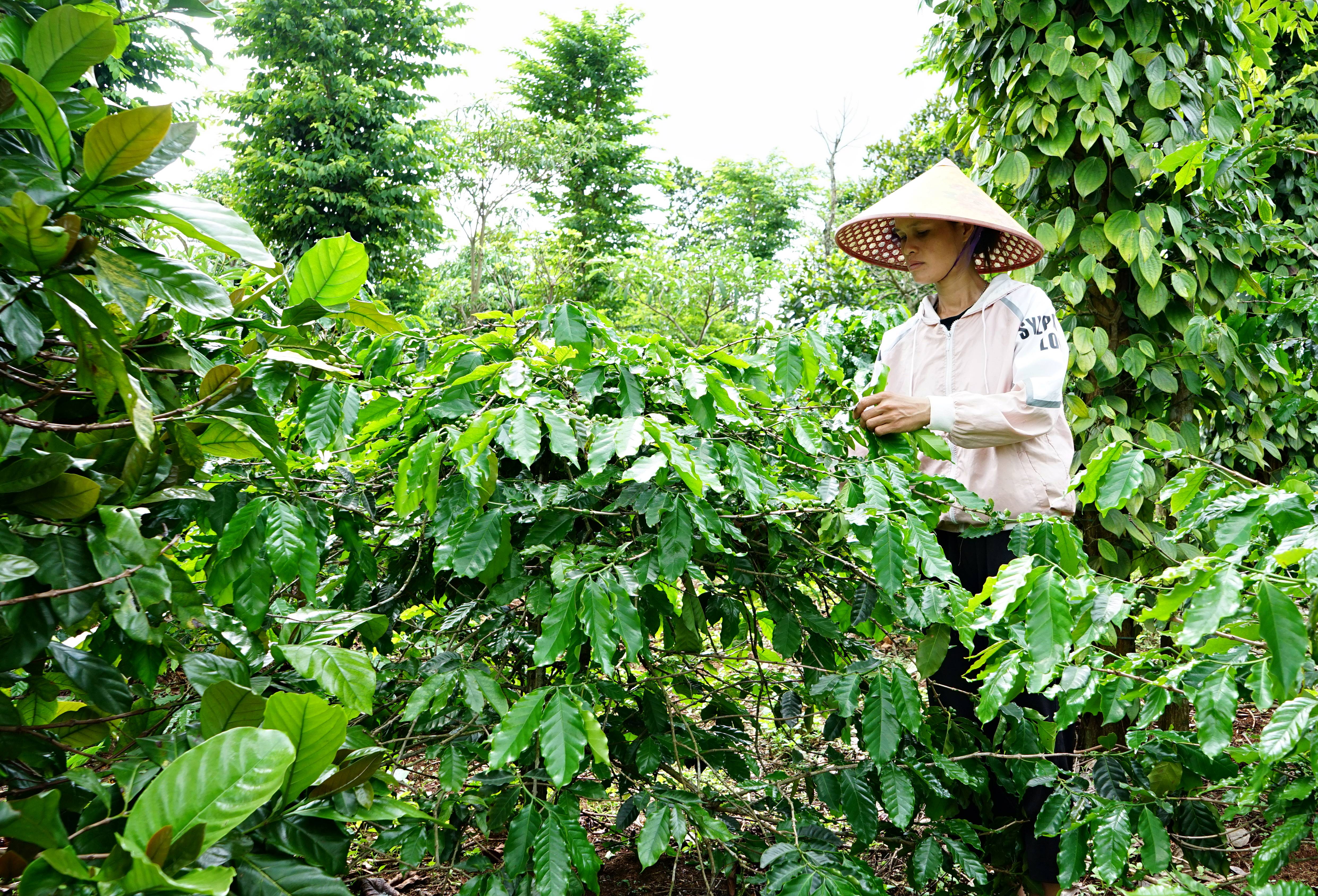 Năm 2024 toàn tỉnh sẽ tái canh 130 ha cà phê