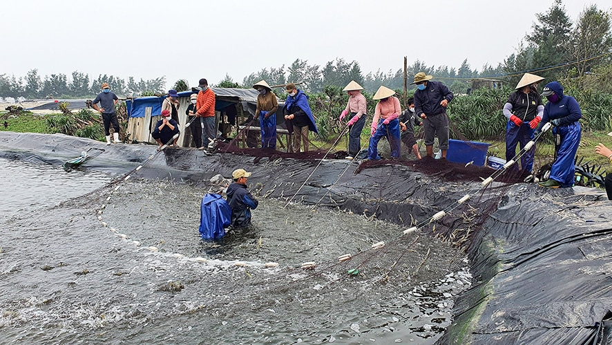 Nuôi tôm công nghệ cao - một hướng mở để phát triển bền vững nghề nuôi tôm