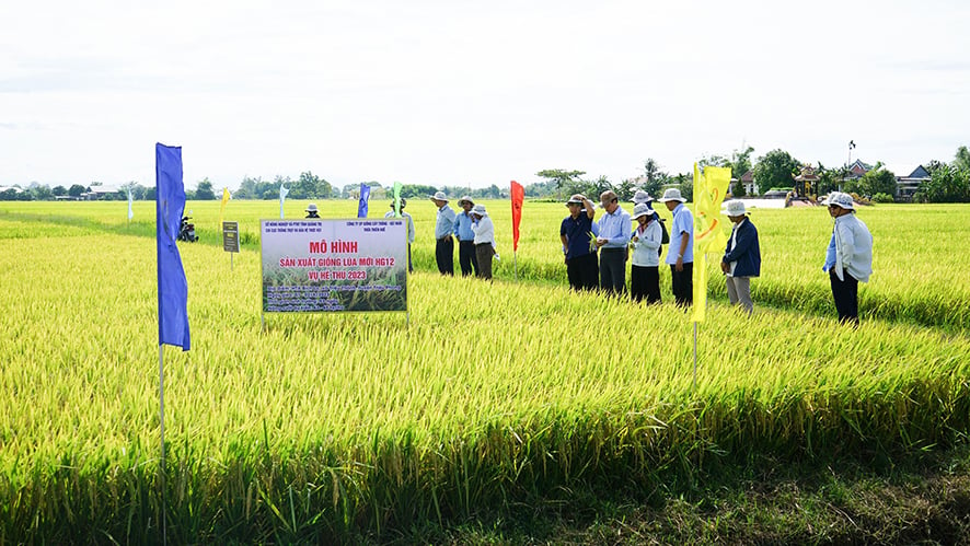 Tập trung củng cố, đổi mới, phát triển kinh tế tập thể hiệu quả, bền vững